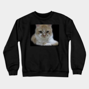 Cute Cat Face Photography Crewneck Sweatshirt